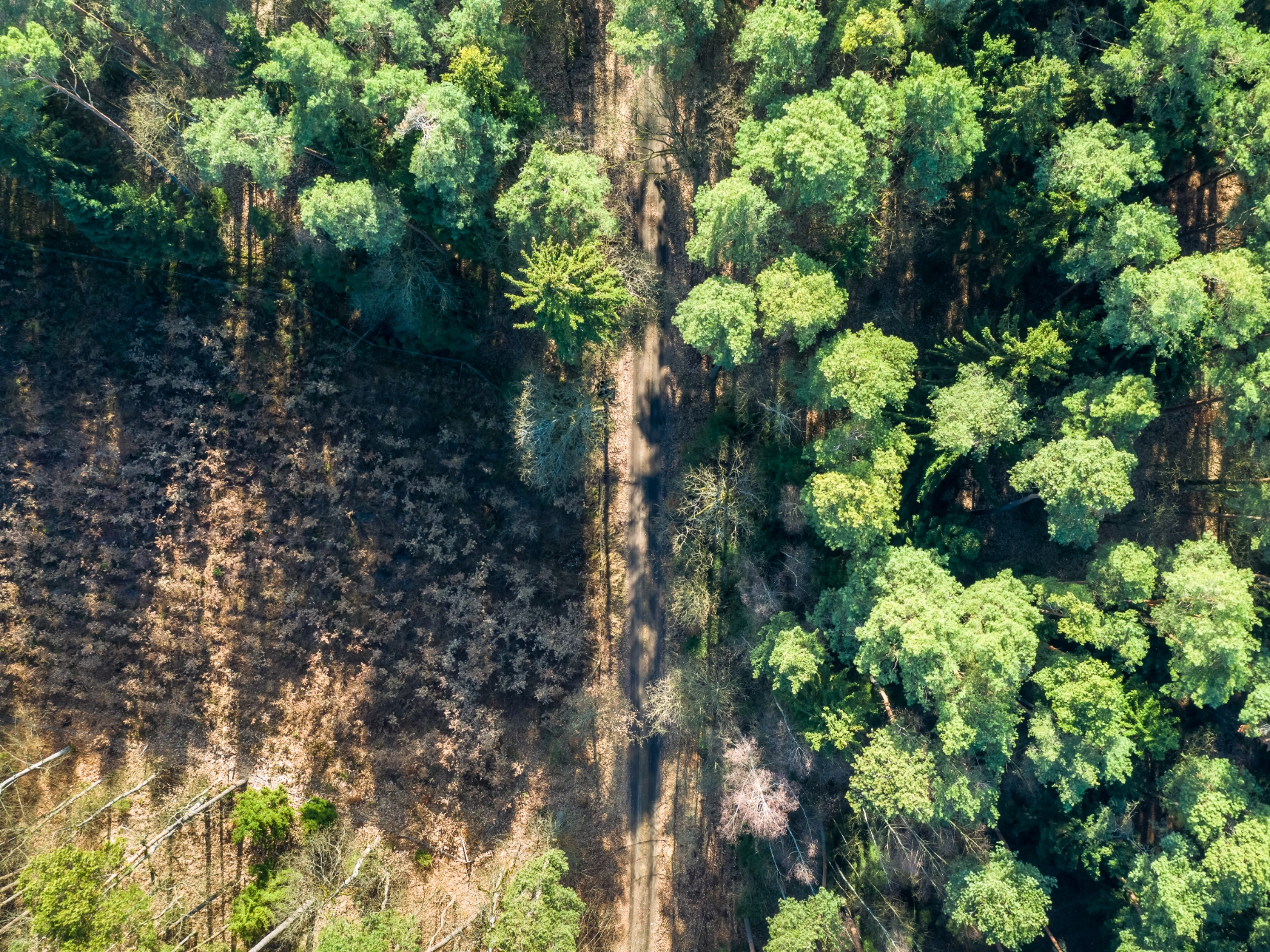 Aerial view of amazing forest with multicolored trees, Poland